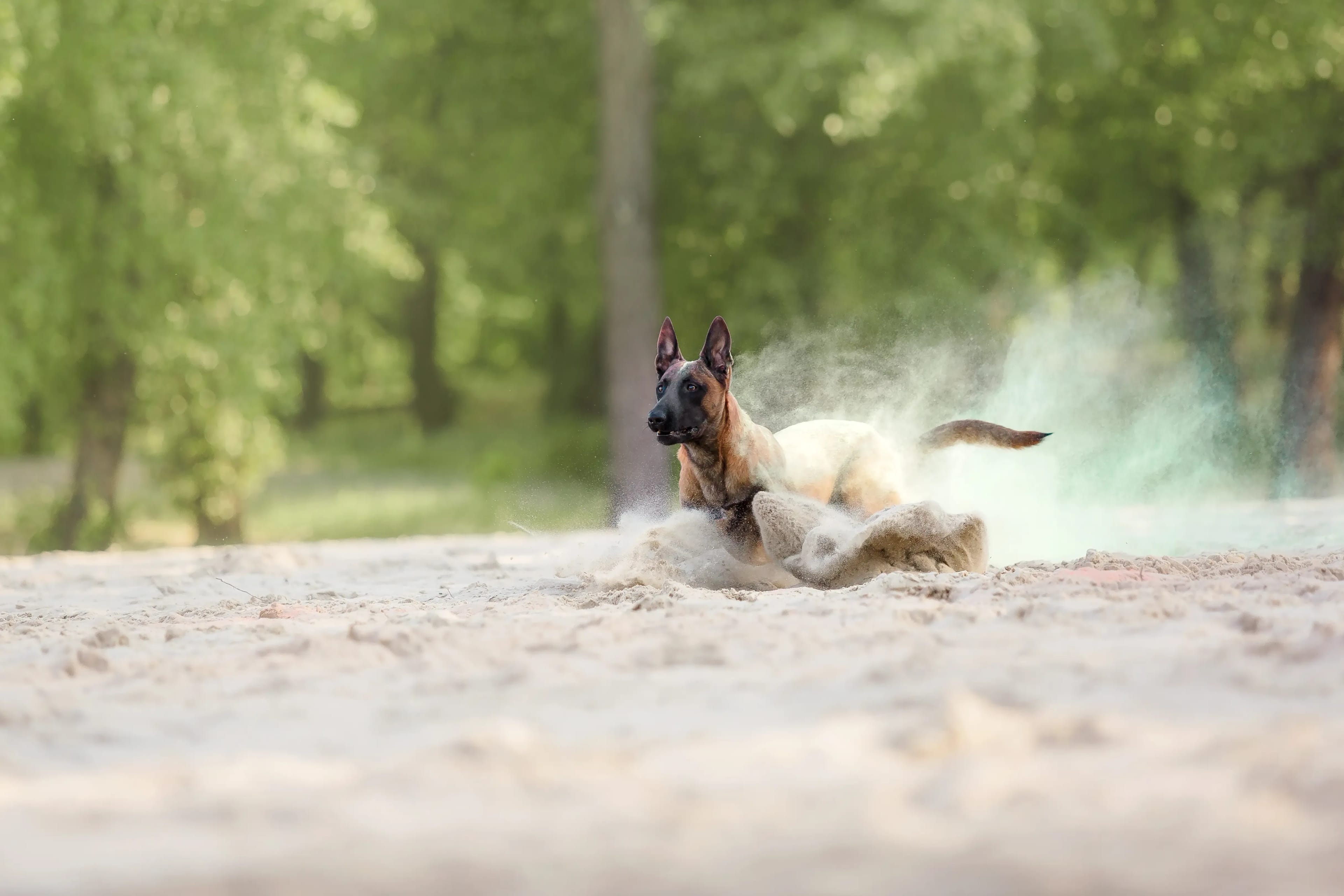 Dog Native Partnerprogramm header