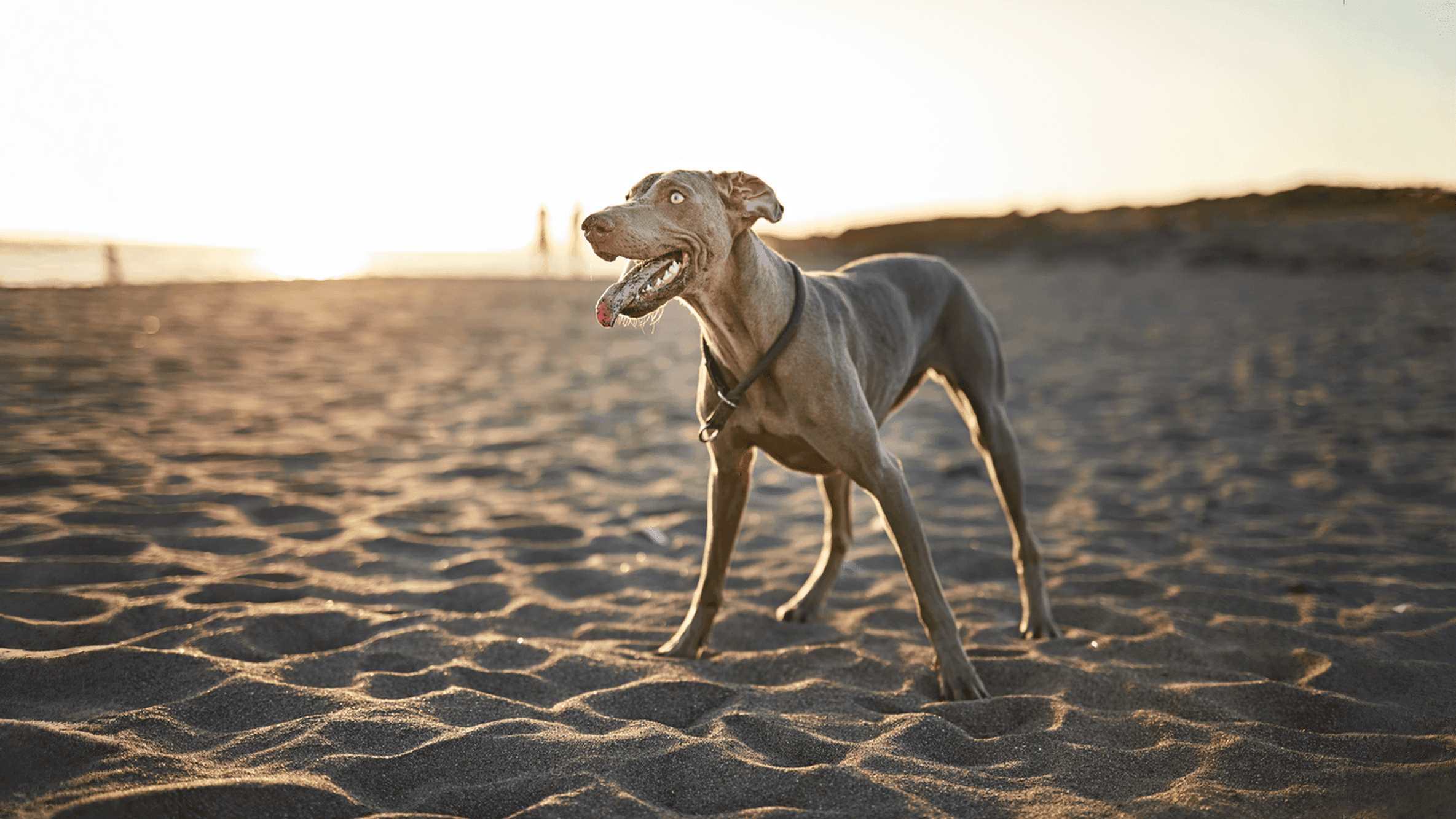 Wilma und co Partnerprogramm Hero