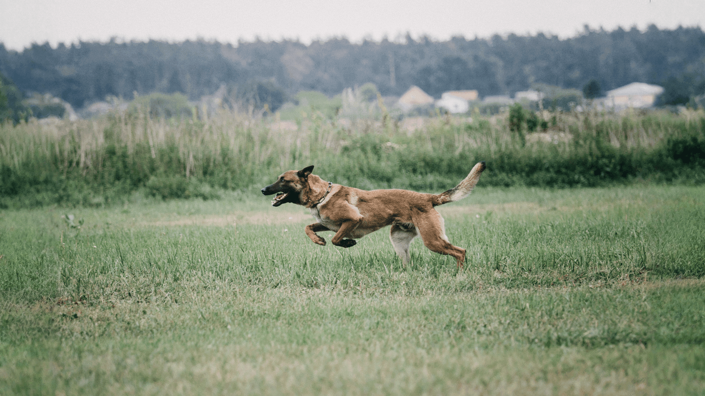favly petfood affiliate case